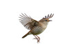 © Matteo - Eurasian wren in flight PNG isolated on transparent background, small brown bird with wings spread for nature designs