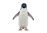 Adelie penguin standing isolated PNG on transparent background, Antarctic bird with black head and white belly for design use