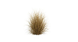 Tall ornamental grass clump with feathery plumes and dry straw-like stems, isolated on a white or transparent background, cutout, PNG