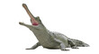 © FORID - A gharial crocodile with its mouth open and long snout raised upward isolated on transparent background