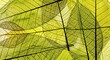 © GFX - Macro View of Translucent Green Leaf Skeletons with Vein Patterns image photo