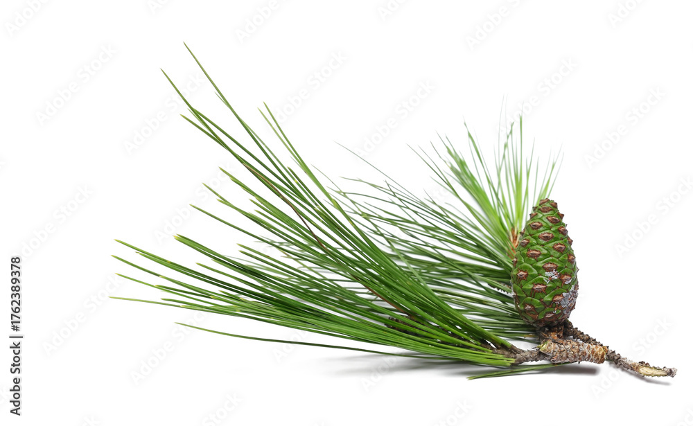 pine tree branch with cone isolated on white background, side view ...