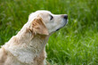 © Birgit Reitz-Hofmann - Side view portrait from Golden Retriever