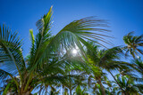 Palm pattern. Nature tropical landscape. Summer coast view. Green palm tree on blue sky. Tropical paradise. Exotic background. Palm landscape. Tropics palm tree texture. Summer palms trees and sky.