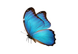Vibrant blue morpho butterfly isolated PNG, tropical insect with detailed wings on transparent background for design and educational purposes
