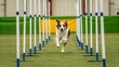 © Lastwizard Shop - dog obedience demonstration A dog expertly navigates an agility course, showcasing speed and skill.