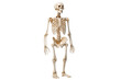 © jahanarabegum7973 - Human Skeleton Standing Pose isolated on a transparent background