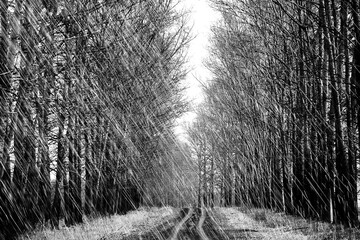  rain, autumn black and white photo of nature contrasting drops and jets of rain. background autumn weather