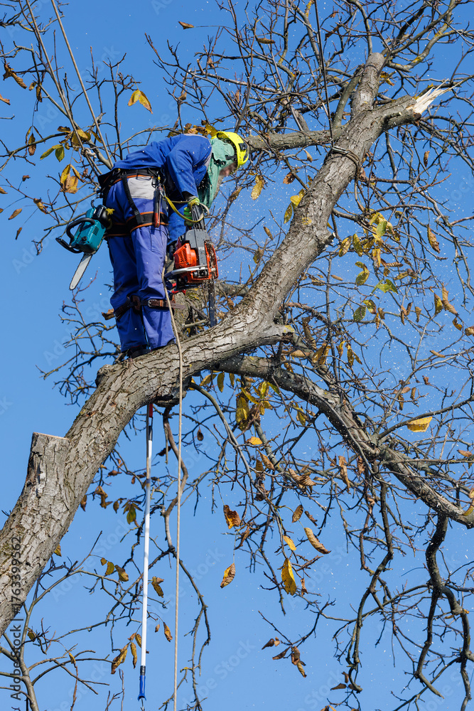 Arborist in safety harness cutting tree branches with chainsaw. Worker ...