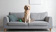 © jokowi - Happy Golden Retriever dog sitting on a comfortable gray sofa in a modern living room, looking directly at the camera with an open mouth and joyful expression.