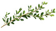 © Natalie - Green boxwood branch. isolated on transparent background.
