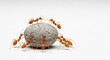 © tahamina - Team of ants carrying a stone, isolated on white background