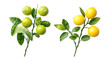 © Al-Mamun - Two branches with lemons and leaves isolated on transparent background