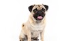© arif - Smiling pug with a fawn coat sits against a bright, white background
