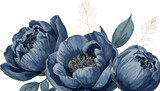 Illustration of watercolor navy blue peony flowers isolated on transparent background illustration