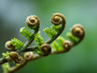 © amavcoffee - Fern fronds unfurling timelapse nature pattern