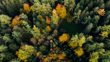 Aerial View of Mixed Forest Canopy in Autumn Germany