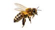 © JHON - honey bee with translucent wings and striped abdomen in flight, cutout, PNG isolated on white or transparent background