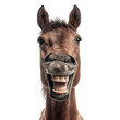 © Pornchai - Laughing Horse Portrait on Black Background