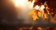 © MKS - Sunlight shining through the trees and autumn leaves combine to create a beautiful fall foliage season landscape