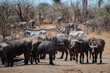 © robbyh - Two Burchell's Zebra pass behind a herd of Cape buffalo at a remote waterhole.