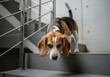 © Laurent - Curious Beagle On Modern Indoor Staircase Exploring Environment And Steps