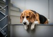 © Laurent - Curious Beagle On Modern Indoor Staircase Exploring Environment And Steps