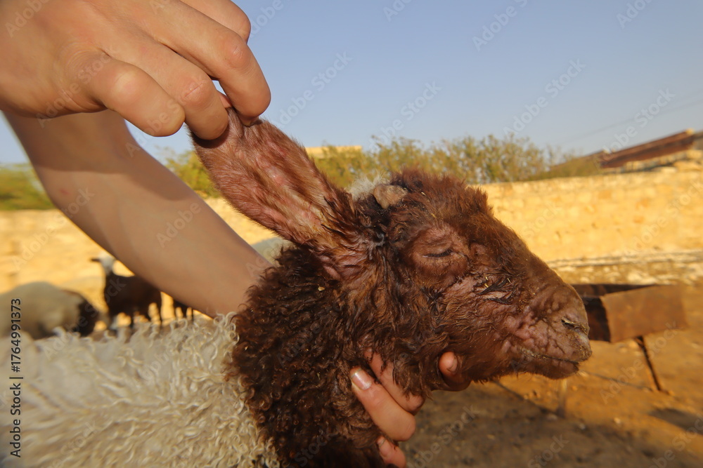 Sheep Abscess Close-up of a sheep with sheep pox, showing skin lesions on eyes, nose ...