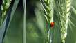 © Oleksandr Filatov - ladybug sitting on the wheat ears or pods. Unripe green wheat plants growing in large farm field. insects feeding crops in rural villages. agribusiness, farmland. parasites spoil the harvest close-up