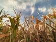 © Sanya Kushak - Corn Crops Experiencing Drought Conditions. Dry leaves and stalks are wilted on the mature corn crops. Captured in mid-September (just prior to harvest) in the Midwest, USA.