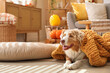 © Pixel-Shot - Cute Australian Shepherd dog with blanket lying at home on autumn day