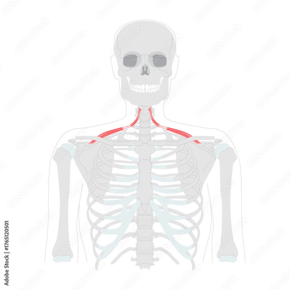 Omohyoid - Neck strap muscle illustrated in diagram, depresses and ...