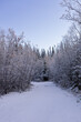 © Mila - winter forest in the snow