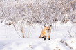 © Mila - wild red fox in snow