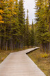 © Mila - wooden path in the forest