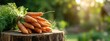 © Valentina - Fresh organic carrots with greens on a wooden stump in a sunny garden