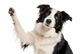 Playful Border Collie raising paw for high five creating joyful connection and engagement with viewers