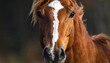 © Reni - Close-up shot of a brown horse with a white blaze on its forehead, facing directly forward, eyes focused
