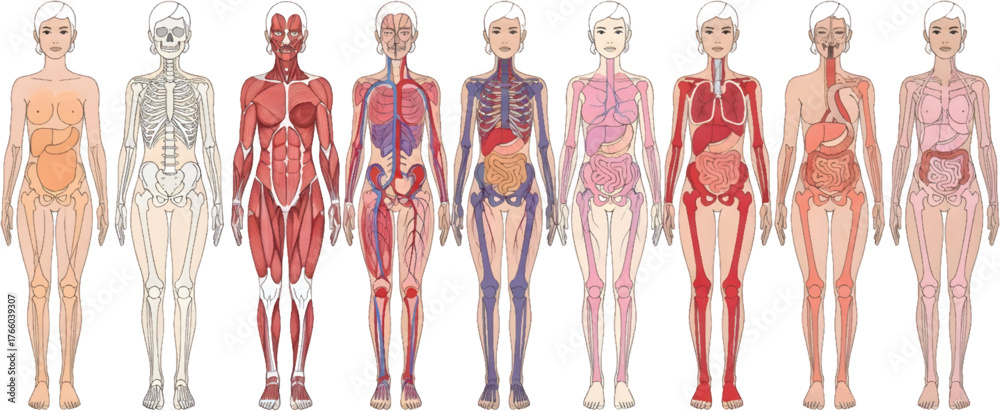 Vector art of human anatomy showing different body systems for medical ...