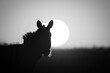 © Nick Dale - Mono close-up of plains zebra at sunrise