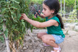 © KikoStock - Girl harvesting fresh tomatoes in garden with scissors