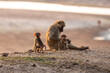 © Travel 'n' Lifestyle - View of a baboon mother and her two young offspring sitting peacefully on a sandy hill bathed in the warm glow of sunset, Kakumbi, South Luangwa National Park, Zambia.