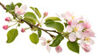 © Shohidul - Apple blossom branch flower with green leaves cut out on PNG, isolated on white background. AI GENERATED.