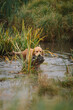© Алеся Сутягина - Golden Retriever brings a duck on a hunt. Hunting dog, Training, training, upbringing. Working Golden Retriever in action
