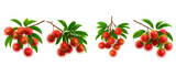 Digital illustration of rambutan branches laden with red, spiky fruit and green leaves isolated on a transparent background.