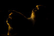 © Marcin Dobas - Dramatic Silhouette of Two Primates (Likely Hamadryas Baboons or Macaques) with Intense Golden Rim Light Against a Pure Black Background
