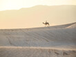 © Marcin Dobas - Camel with rider crossing bright desert dunes in soft golden light and warm atmosphere