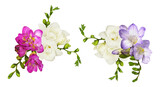 split arrangement of colorful freesia flower clusters, isolated high-resolution photograph on a transparent background, featuring contrasting white, pink, and purple blossoms.