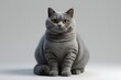© 99Image  - British Shorthair Cat with Golden Eyes on White Background