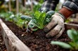 © Alexei - Gardener with gloved hands planting fresh green seedlings into rich soil in a wooden raised bed, showcasing the nurturing process of organic gardening and sustainable practices